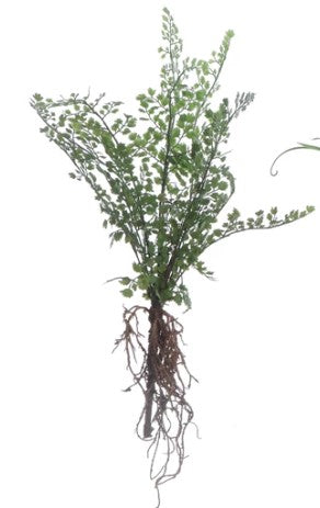 Faux Fern with Exposed Roots-510 General Gifts-Simply Stylish Boutique-Simply Stylish Boutique | Women’s & Kid’s Fashion | Paducah, KY